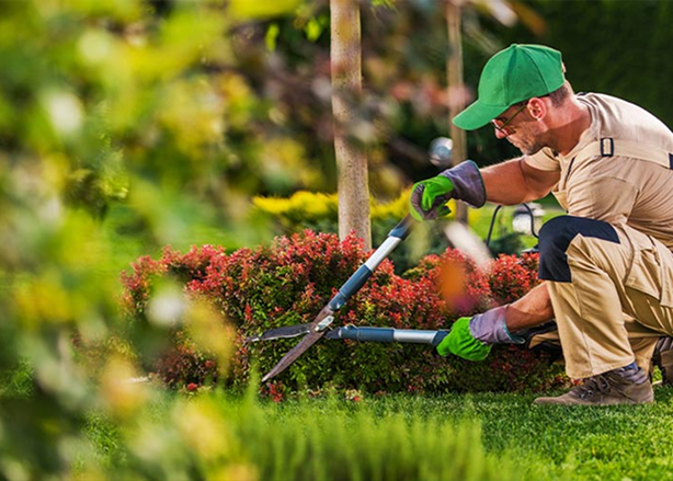Image gallery marquee